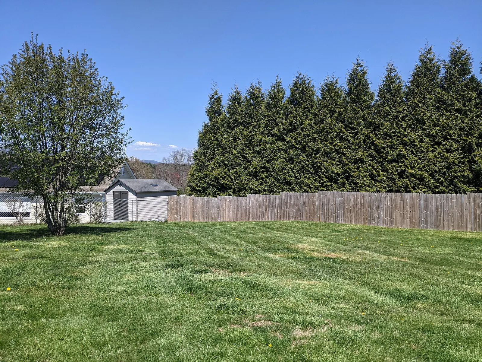 Wide residential backyard lawn with fresh mow stripes, wooden privacy fence, evergreen hedge and blue sky
